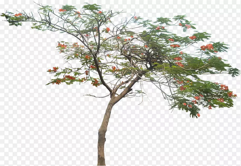 红木皇家植物-水彩植物