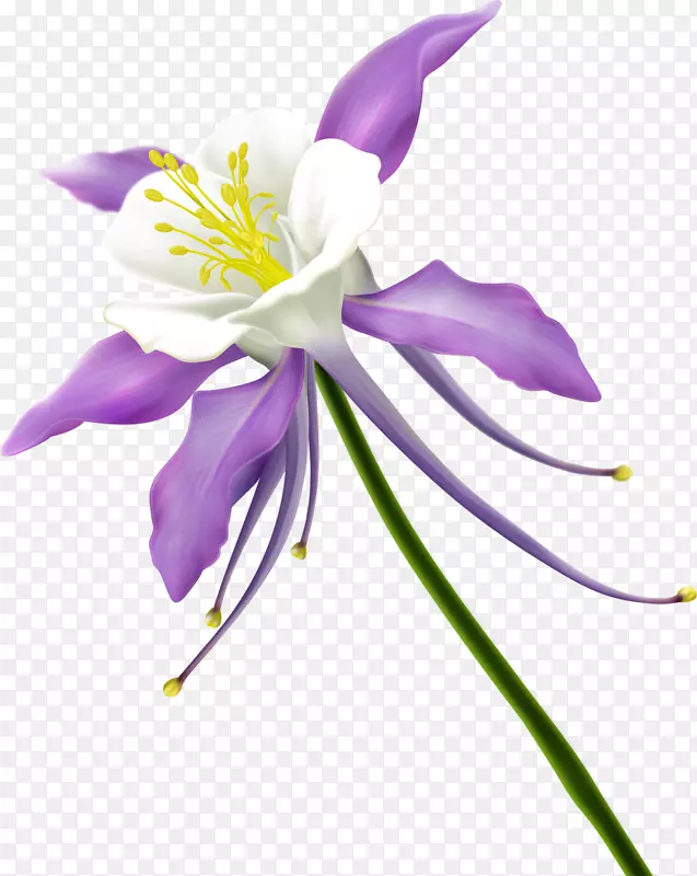 花卉设计剪贴画-珍珠菊