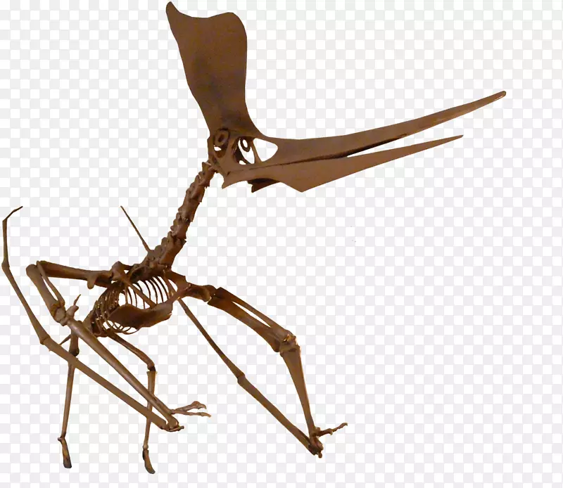 方舟：生存进化翼龙Niobrara形成化石价格