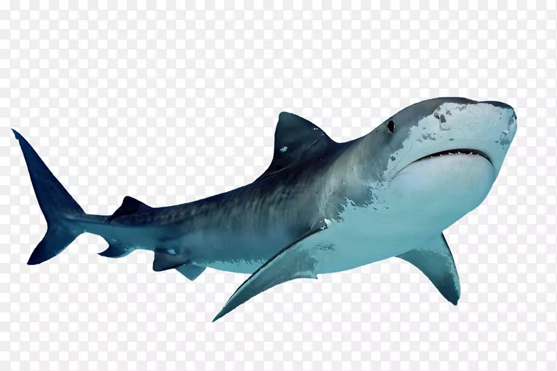 虎鲨剪贴画-幼鲨