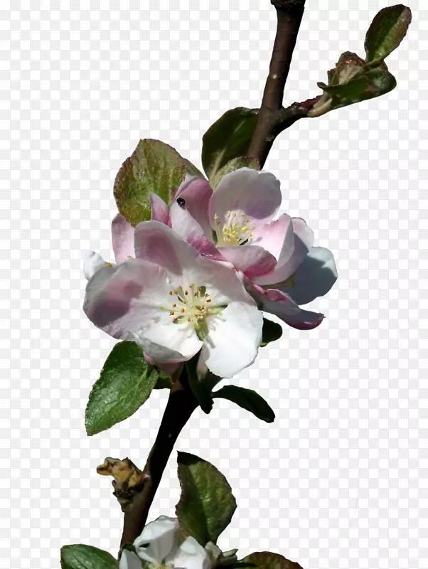 花像素密度苹果花