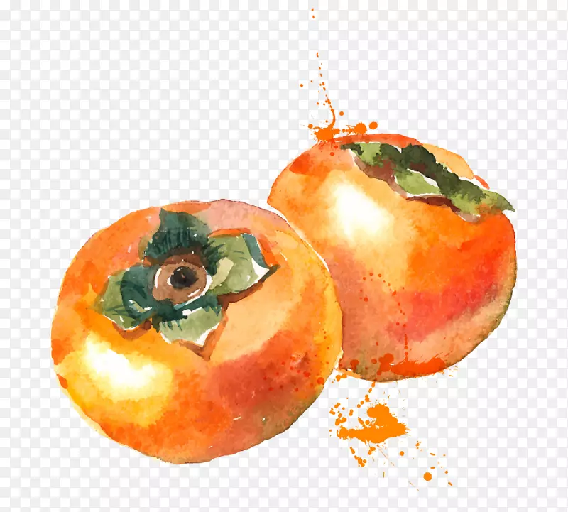 水彩画柿子水果柿子