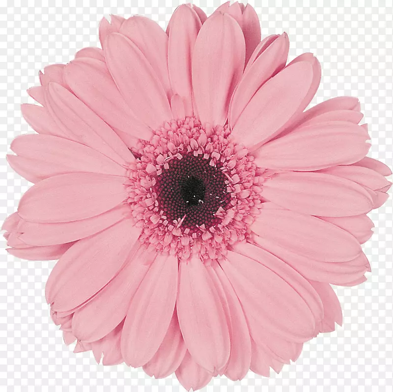 德兰士瓦雏菊粉红橡皮擦海报花-非洲菊