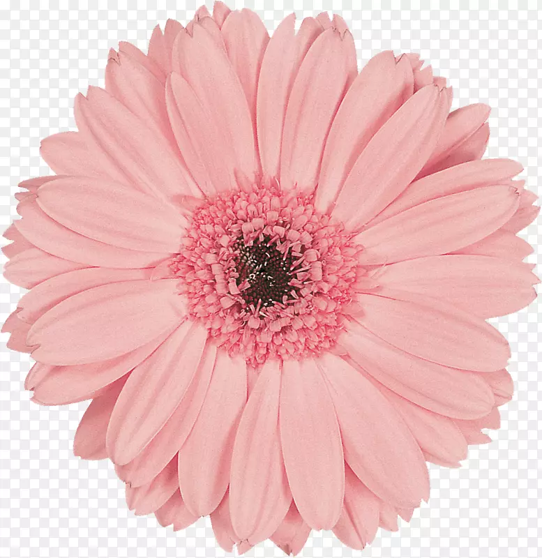 德兰士瓦菊花保藏粉红色切花-非洲菊