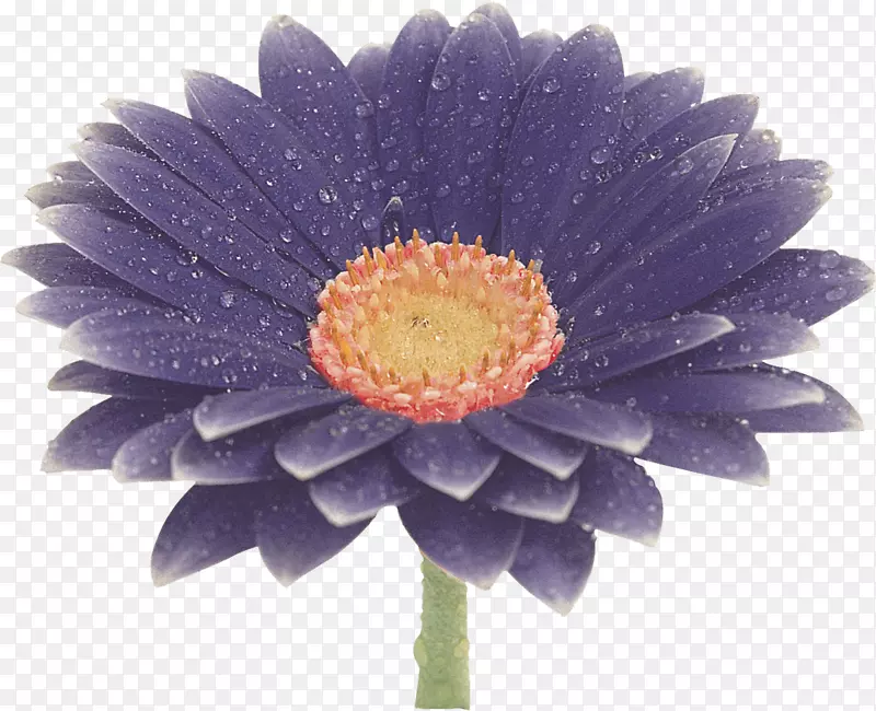 花特兰士瓦雏菊蓝色剪贴画-非洲菊