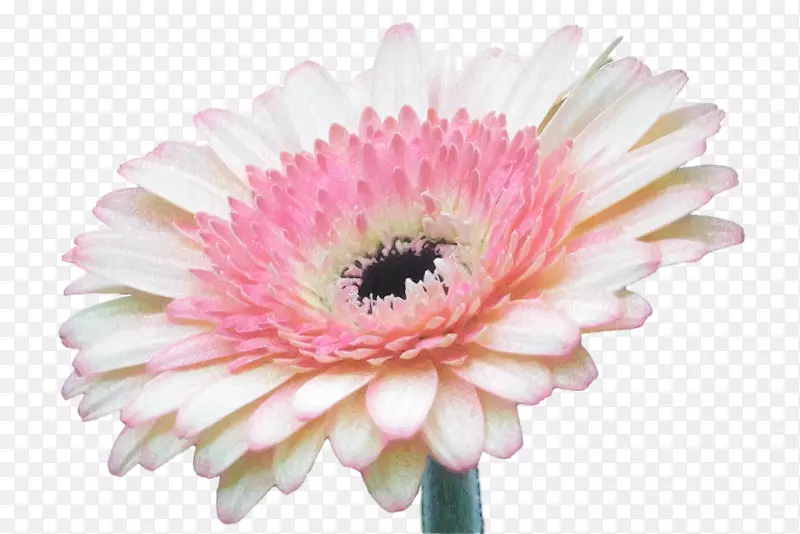 德兰士瓦菊花-非洲菊