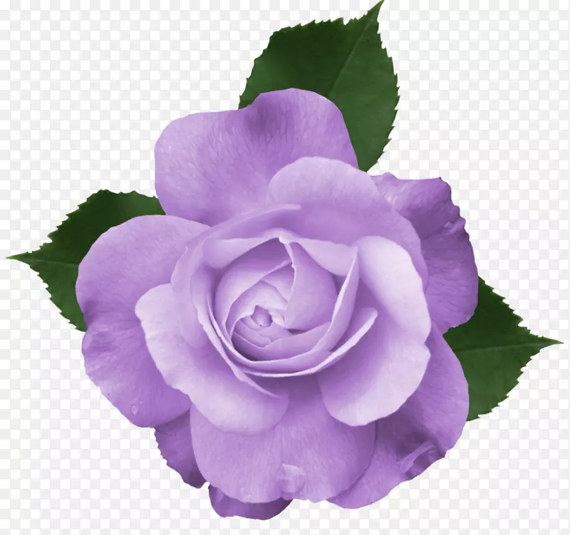 玫瑰花紫色剪贴画-唐菖蒲