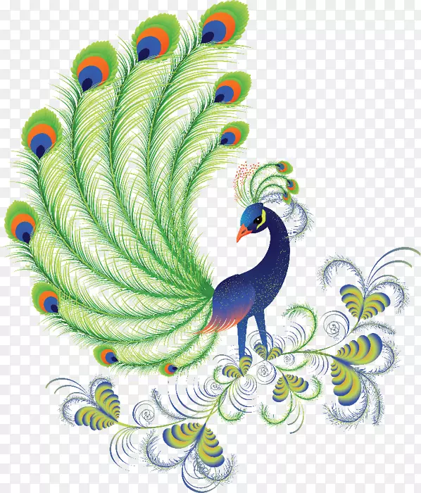 孔雀和孔雀。包括有关蓝色，白色，印度和绿色孔雀的事实和信息。饲养、拥有、饲养和饲养孔雀或孔雀。与孔雀生活