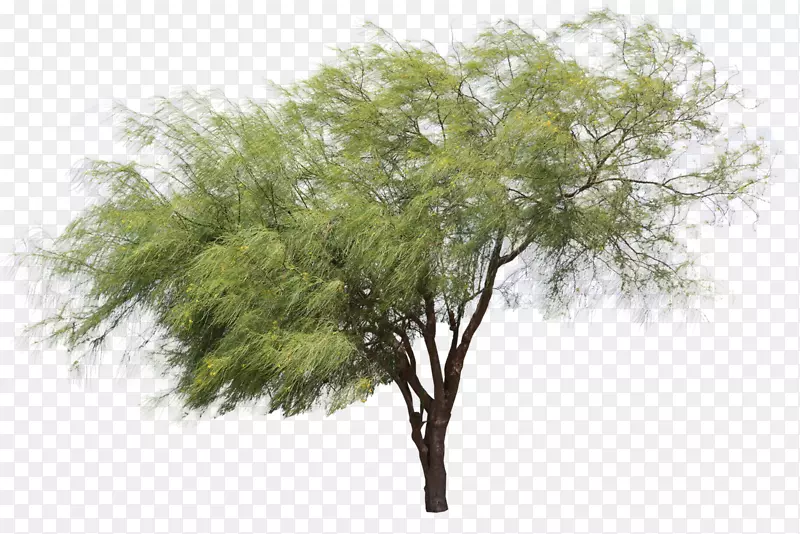 乔木植物PNG图片素材下载_图片编号711985-PNG素材网