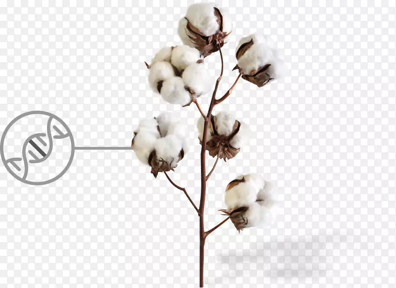 海岛棉植物纤维纺织棉
