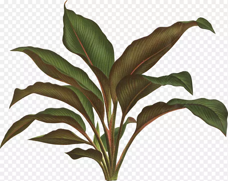 植物插图-植物制图-热带叶