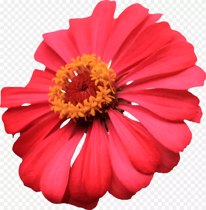 金银花剪贴画-红花