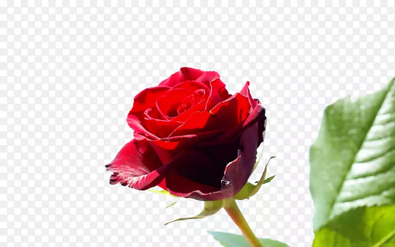 玫瑰花桌面壁纸摄影-红色花