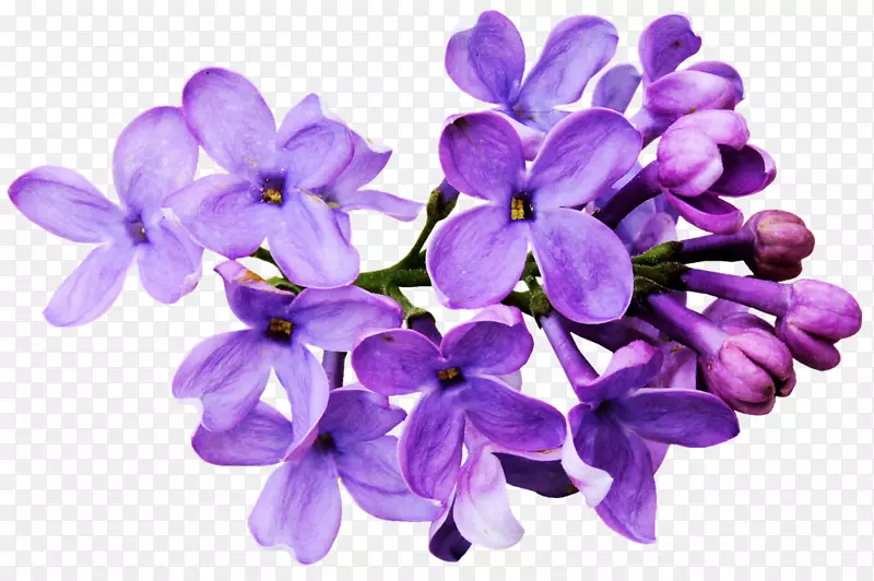 花卉画紫丁香色-花