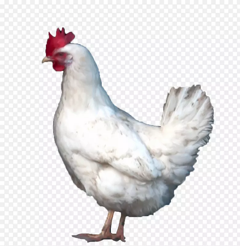 肉鸡，家禽养殖业