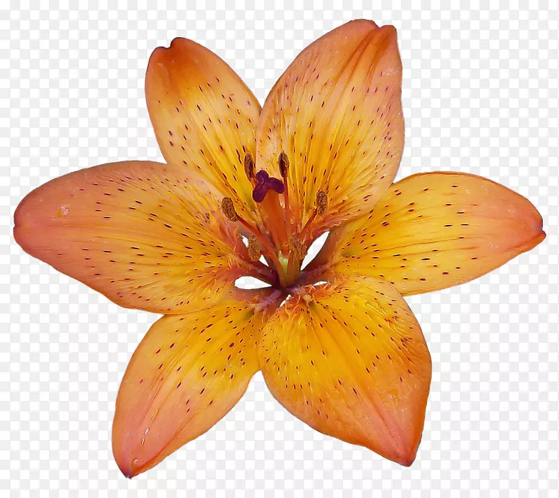 自然界中百合的花型-热带花