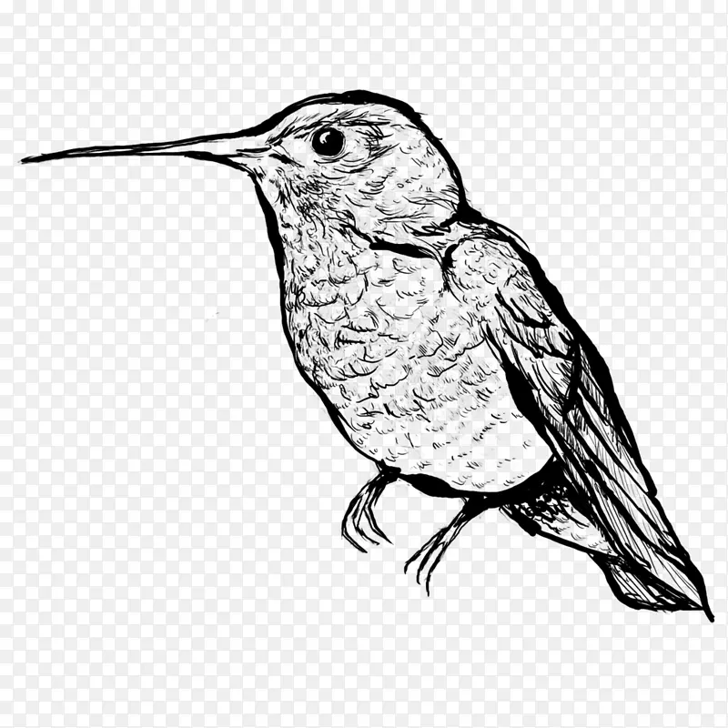 蜂鸟绘画艺术-嗡嗡鸟