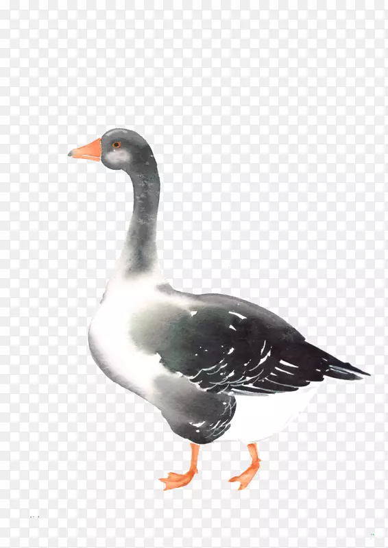 鸭鹅鸟梅尔吉尼-水彩动物