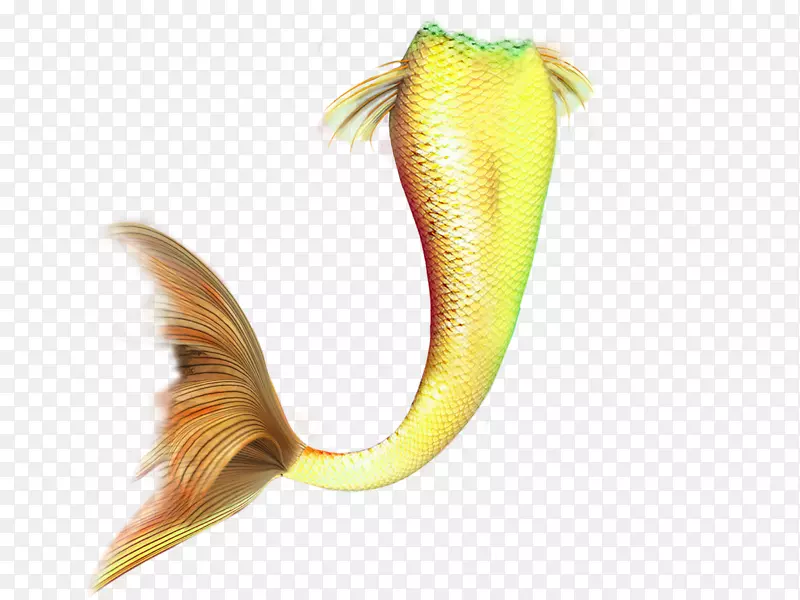 尾巴图片艺术工作室美人鱼教程鱼-美人鱼尾巴