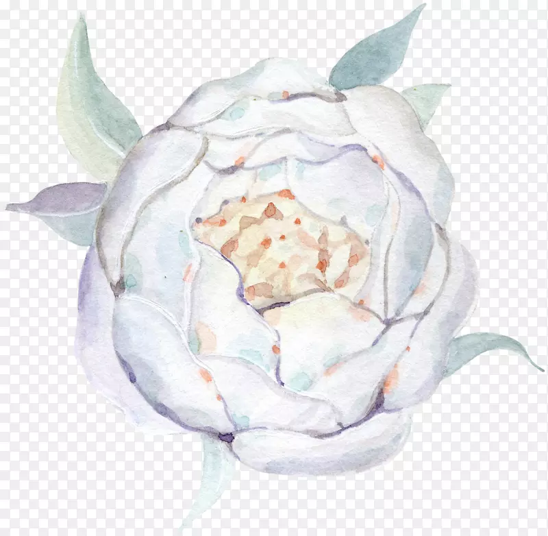 水彩画花水彩画-白玫瑰