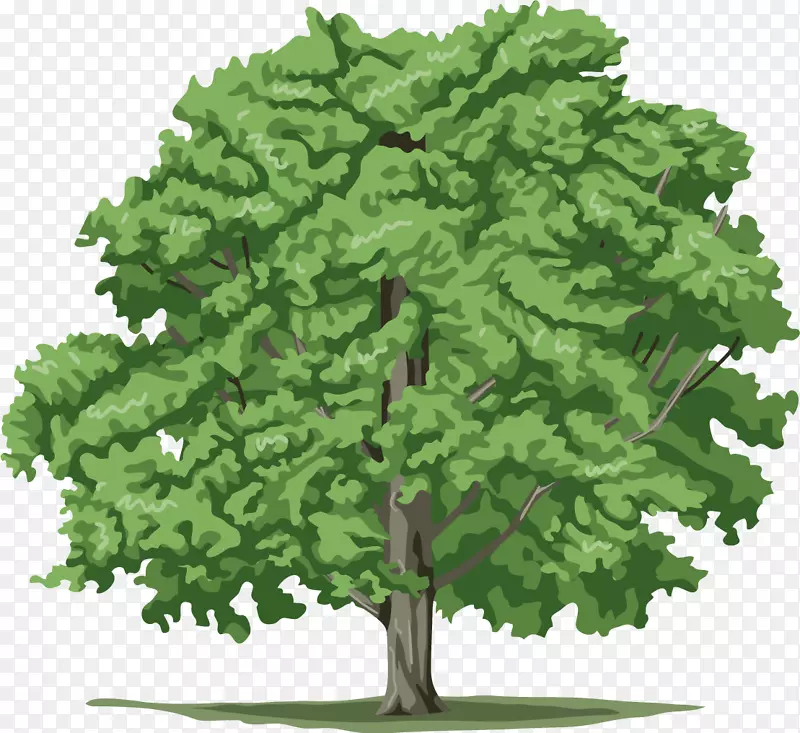 树木植物剪贴画-树形图