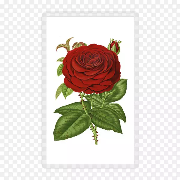 花园玫瑰花夹艺术-红玫瑰装饰
