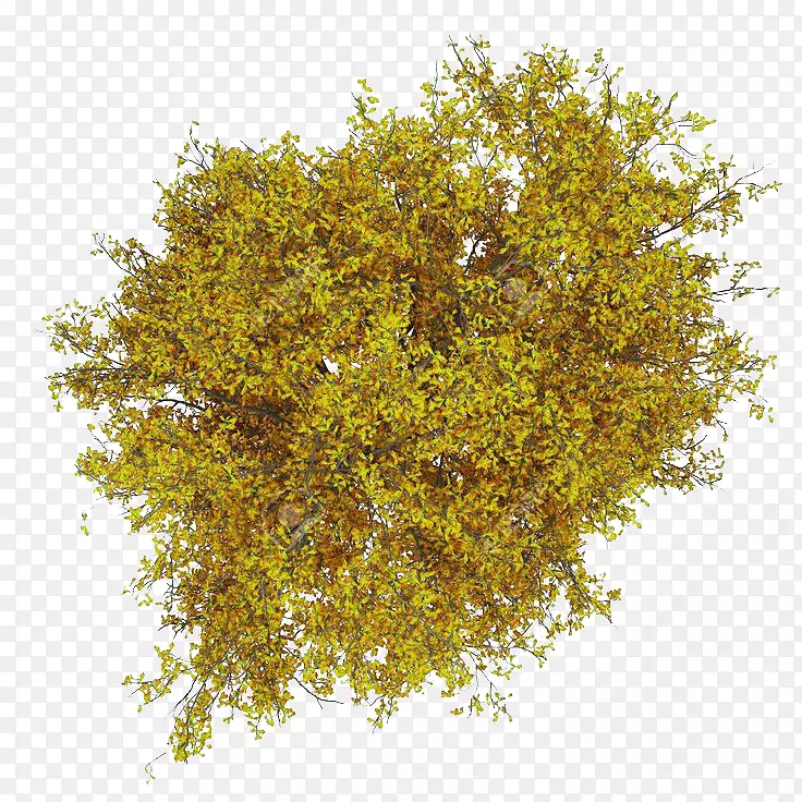 大黄杨树干摄影灰树图