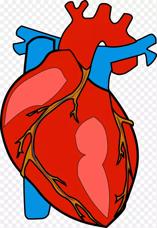 心脏解剖剪辑艺术-心脏病发作