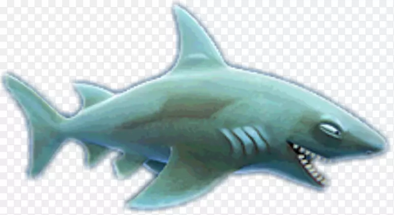 饥饿鲨鱼进化黑头礁鲨加勒比礁鲨虎鲨-鲨鱼