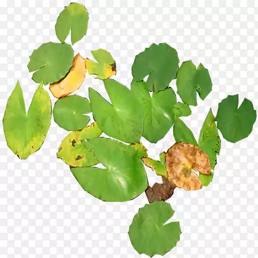 水百合植物茎-水百合
