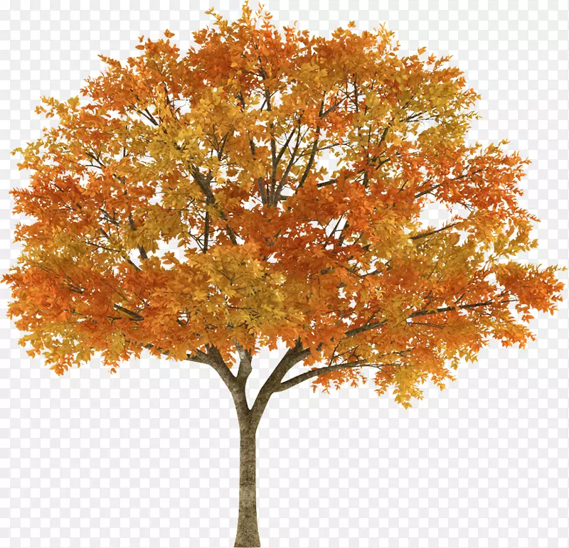 树秋枫木摄影树枝-树顶