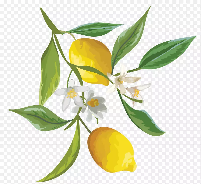 柠檬水果水彩画-橘子树