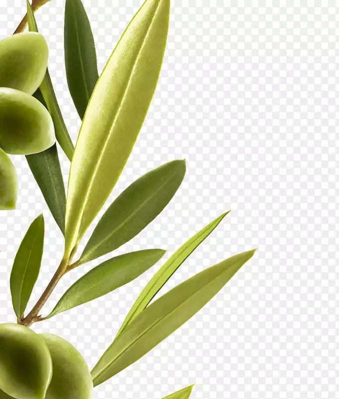 地中海海盆橄榄提取物-橄榄
