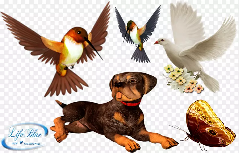 鸟类剪贴画-可爱的动物