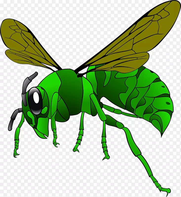 绿黄蜂同花蜂剪贴画昆虫