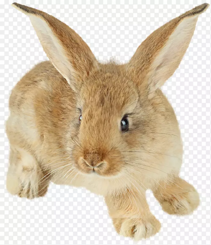 复活节兔子，棉尾兔，家兔，欧洲兔子-可爱的动物