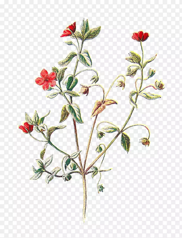朱红粉红植物插画艺术-花卉艺术