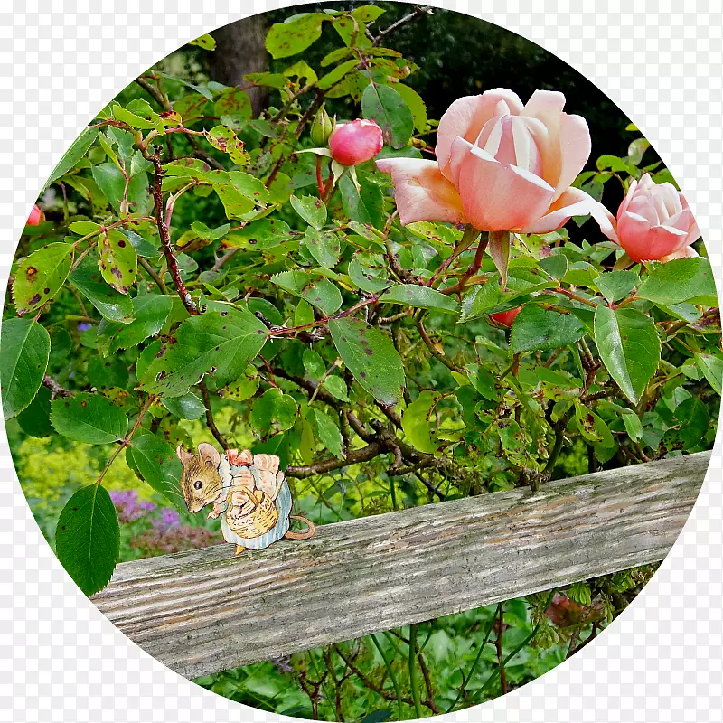 仙人掌玫瑰、蔷薇科、花园玫瑰、地被花-碧翠丝波特