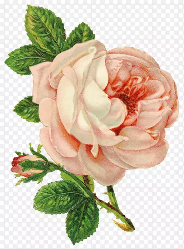 玫瑰花画片艺术-粉红色玫瑰
