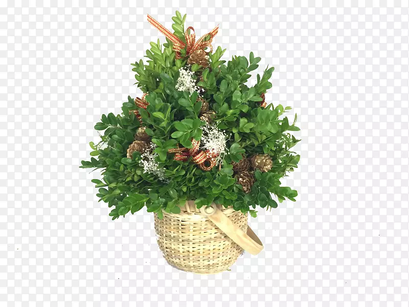 冷杉香脂杉树圣诞装饰盒-绿色植物