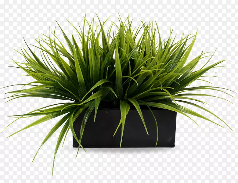 花盆花盒-绿色植物