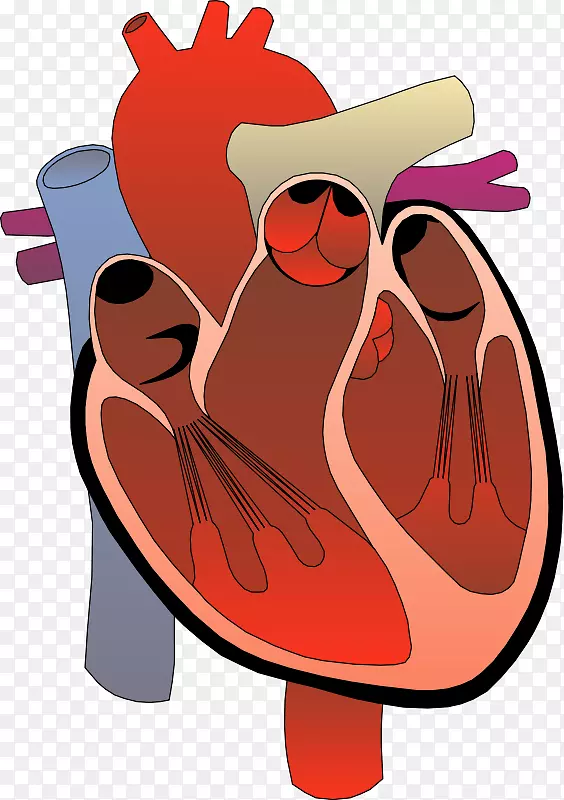 心脏医学剪贴画-纳什维尔心脏剪贴画