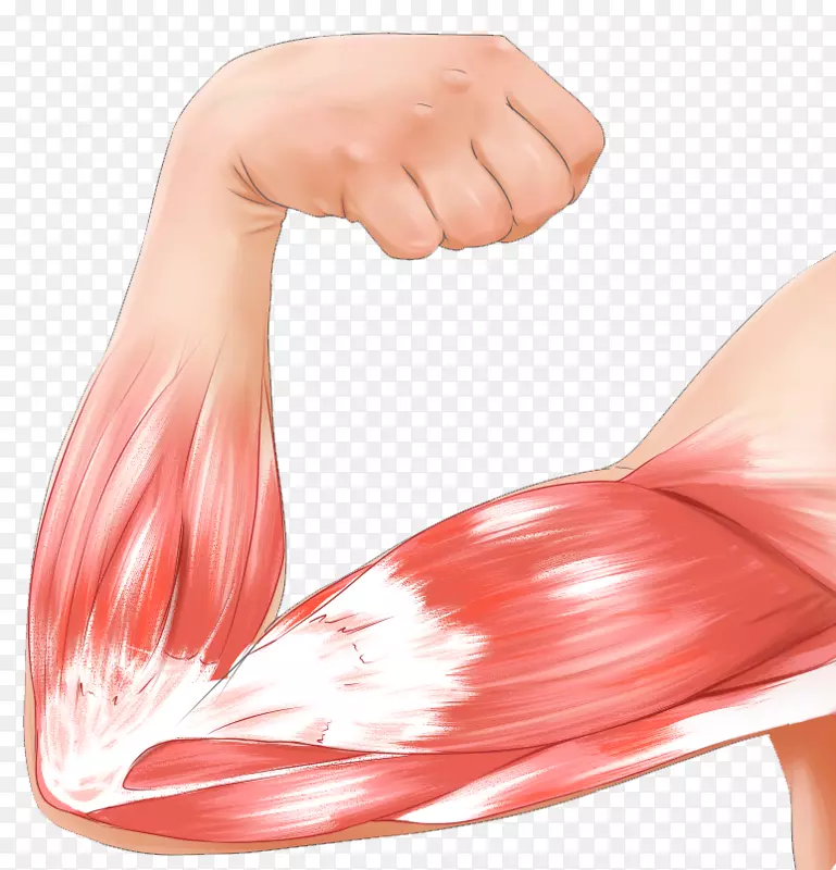 肌肉收缩手臂二头肌拉伤