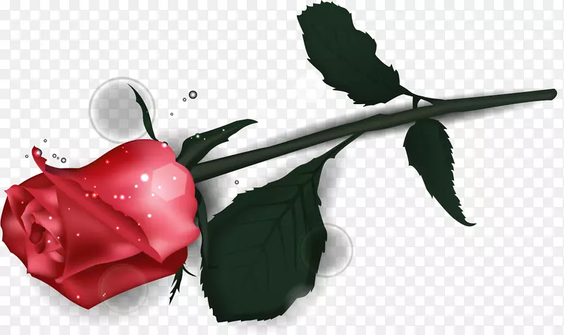 情人节花园玫瑰-浪漫