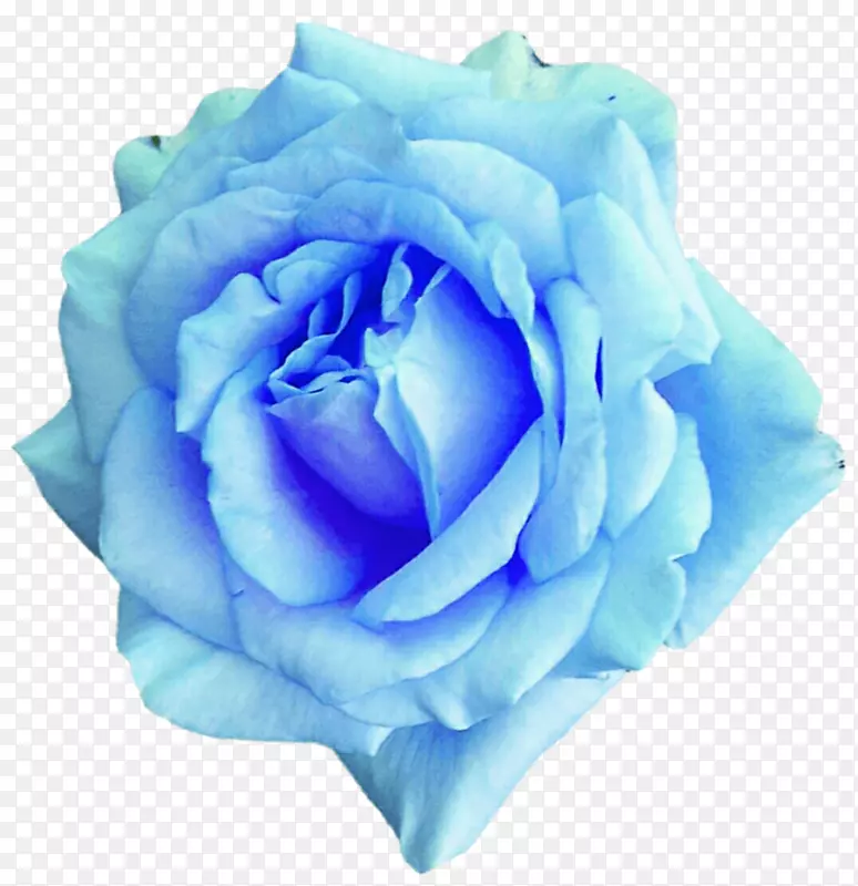 仙人掌玫瑰蓝玫瑰花园玫瑰-水彩画天空