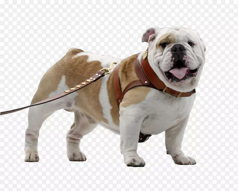 玩具斗牛犬老式英国斗牛犬索尼Xperia Z3+-斗牛犬