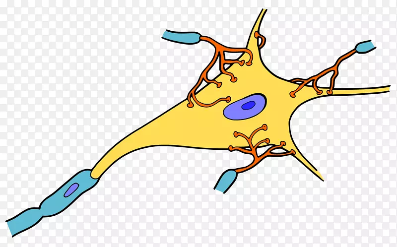 神经细胞突触神经系统神经脑