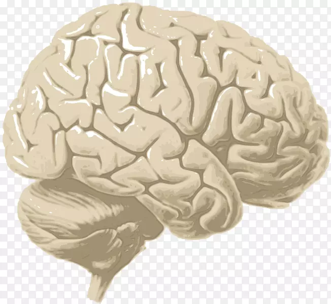 人脑大脑皮层大脑半球-大脑