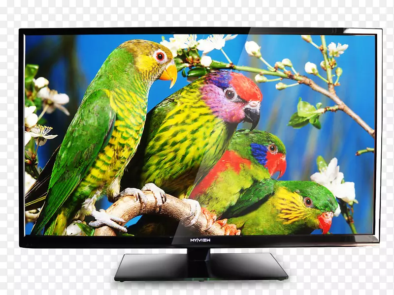 鸟鹦鹉猫头鹰野生动物拼图电视看电视