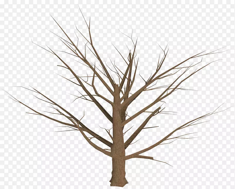 树枝植物-树木规划